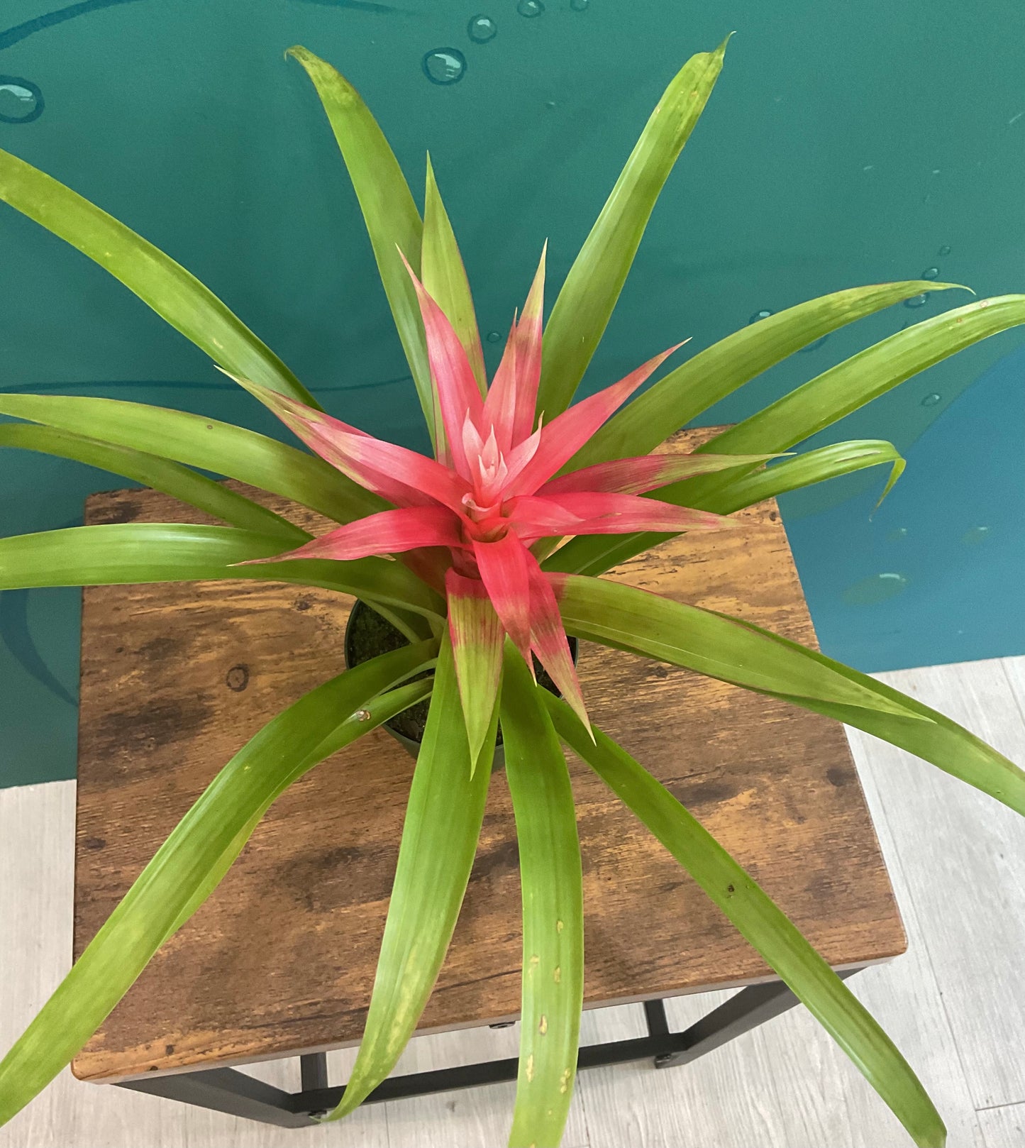 Bromeliad 4”