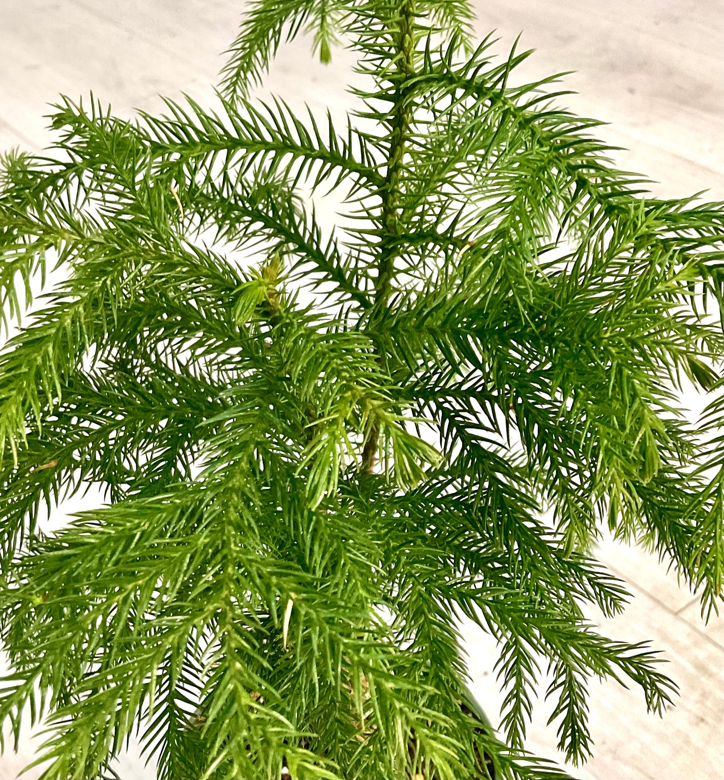 Norfolk Island Pine Tree 4”