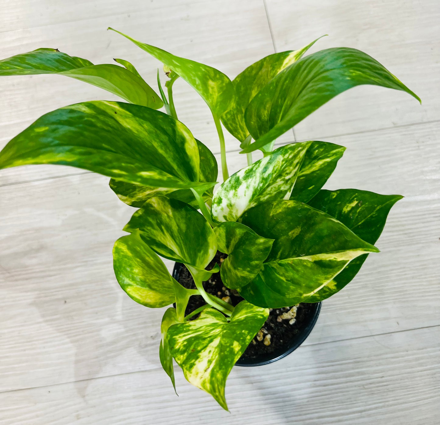 Pothos Golden 4”