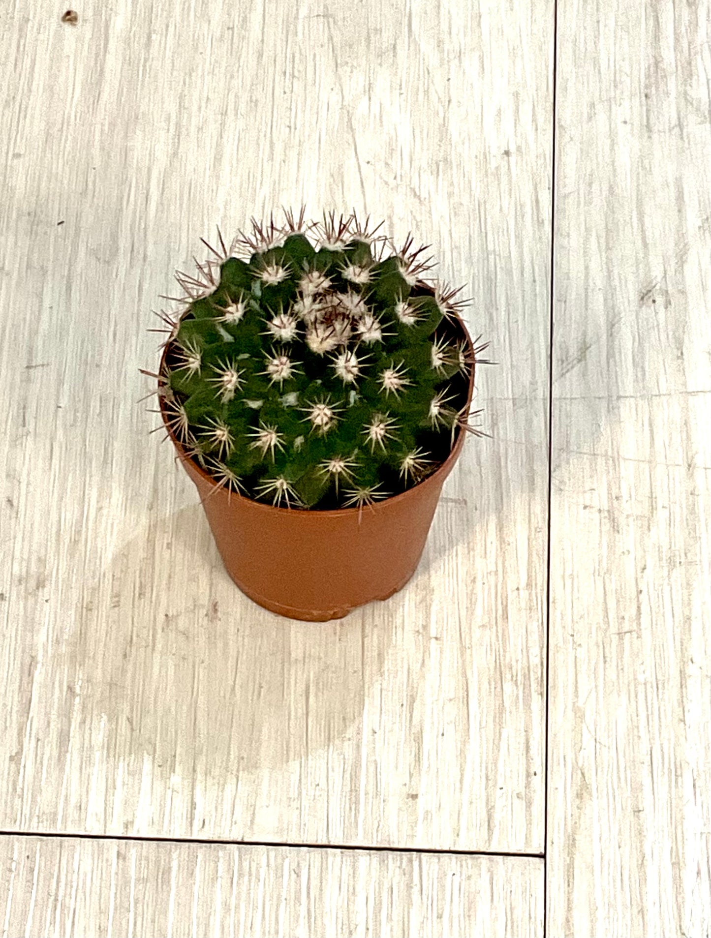 Cactus - Assorted 2"