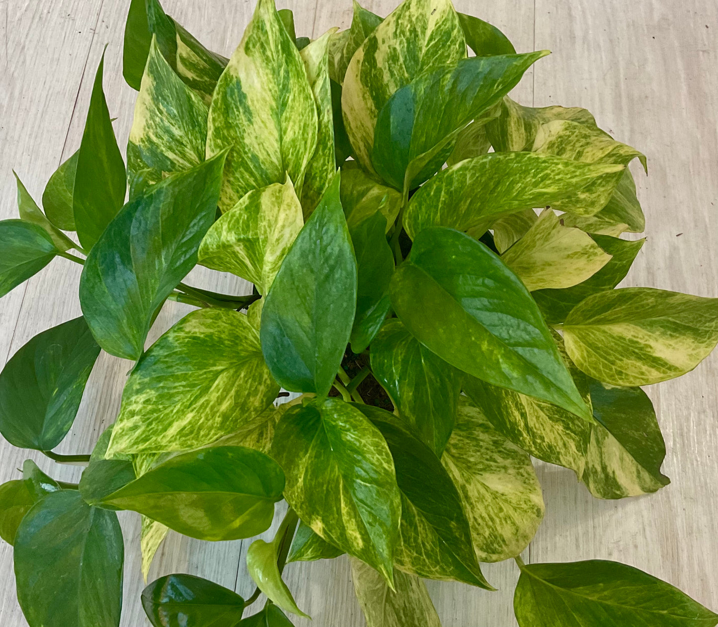 Pothos Golden 6”