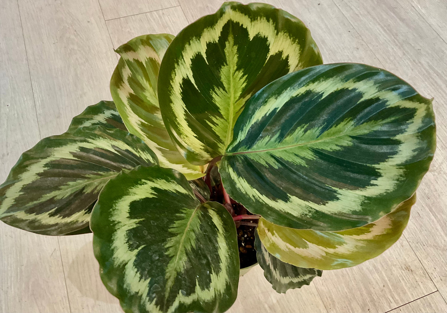 Calathea Roseopicta Dottie 6”