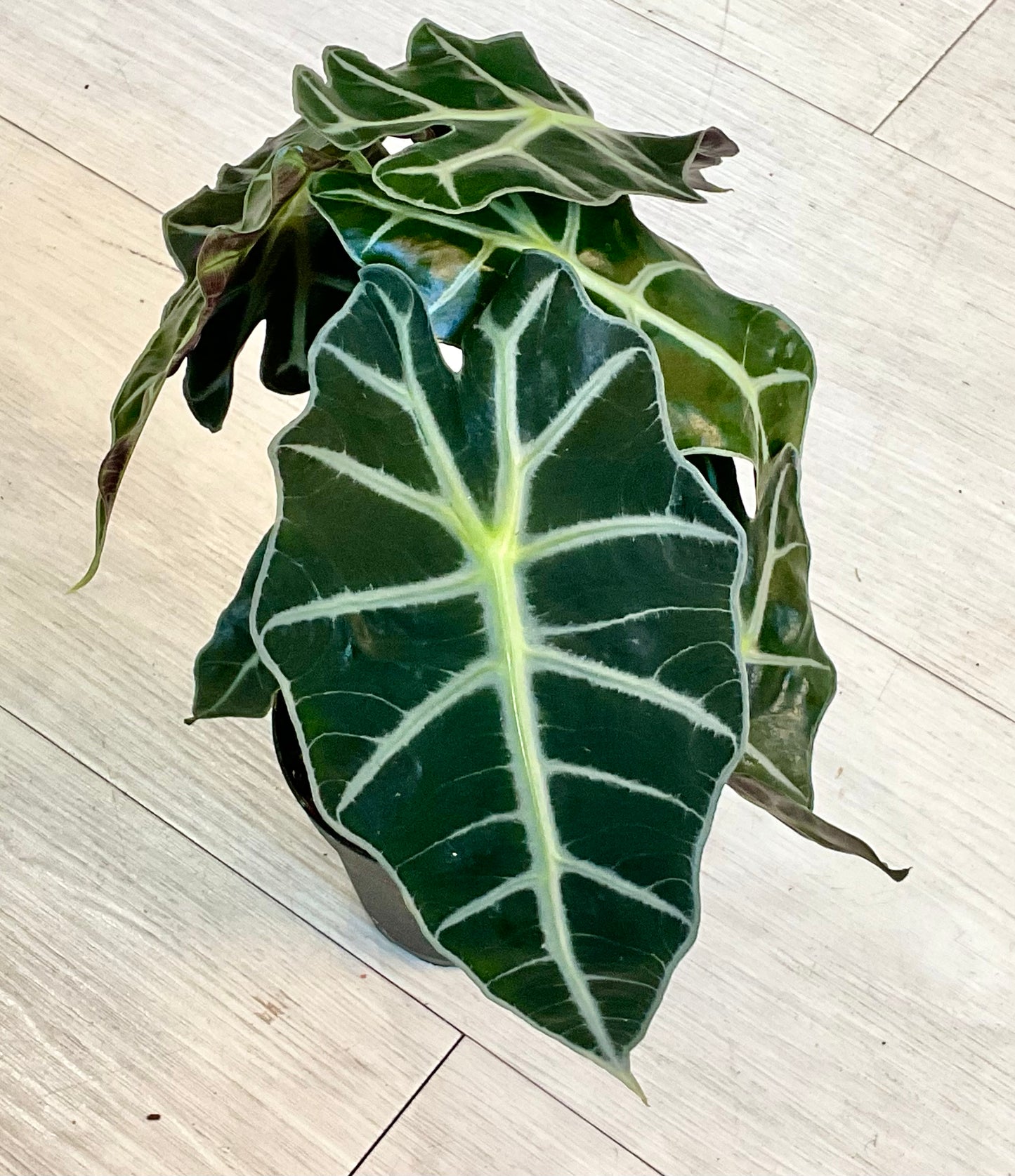 Alocasia Polly 4"