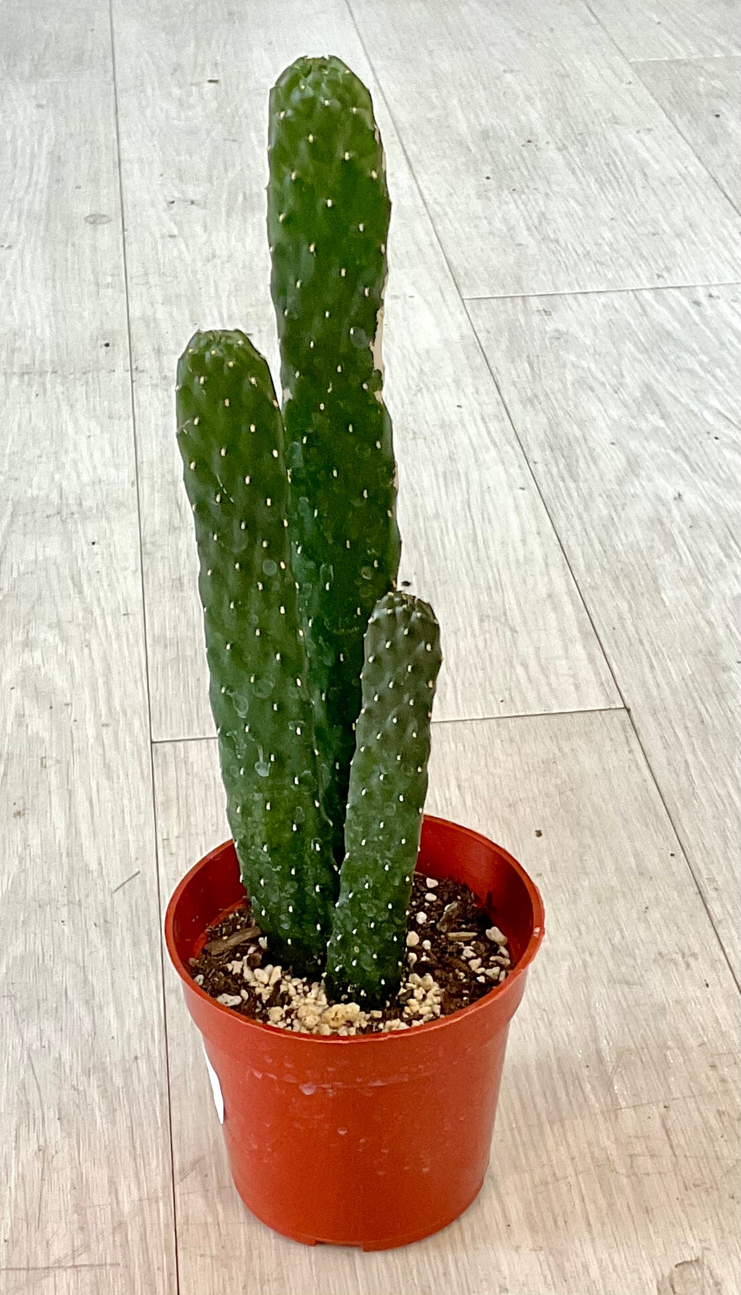 Cactus 4"