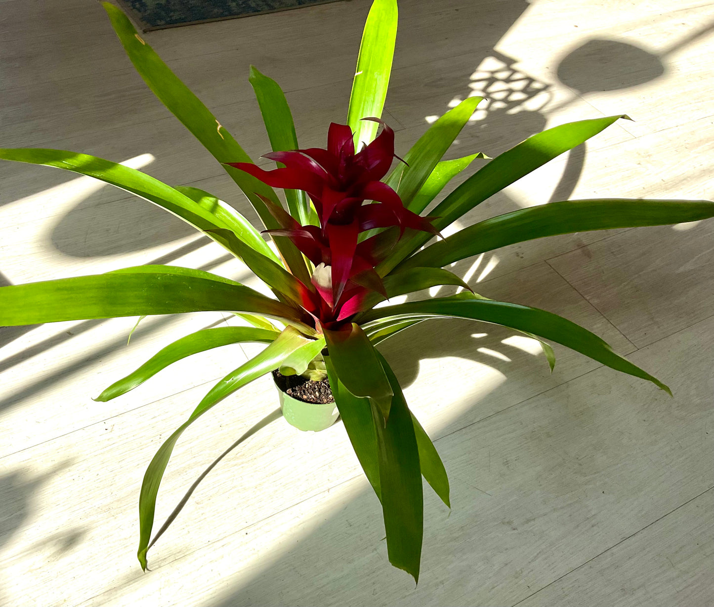 Bromeliad 4”