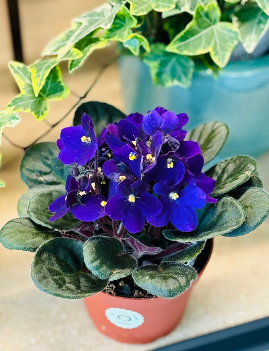 African Violet 4"