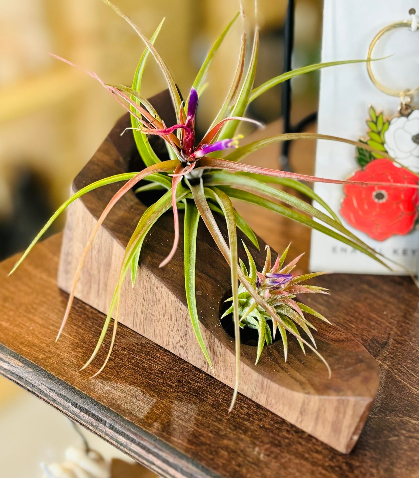 Airplants