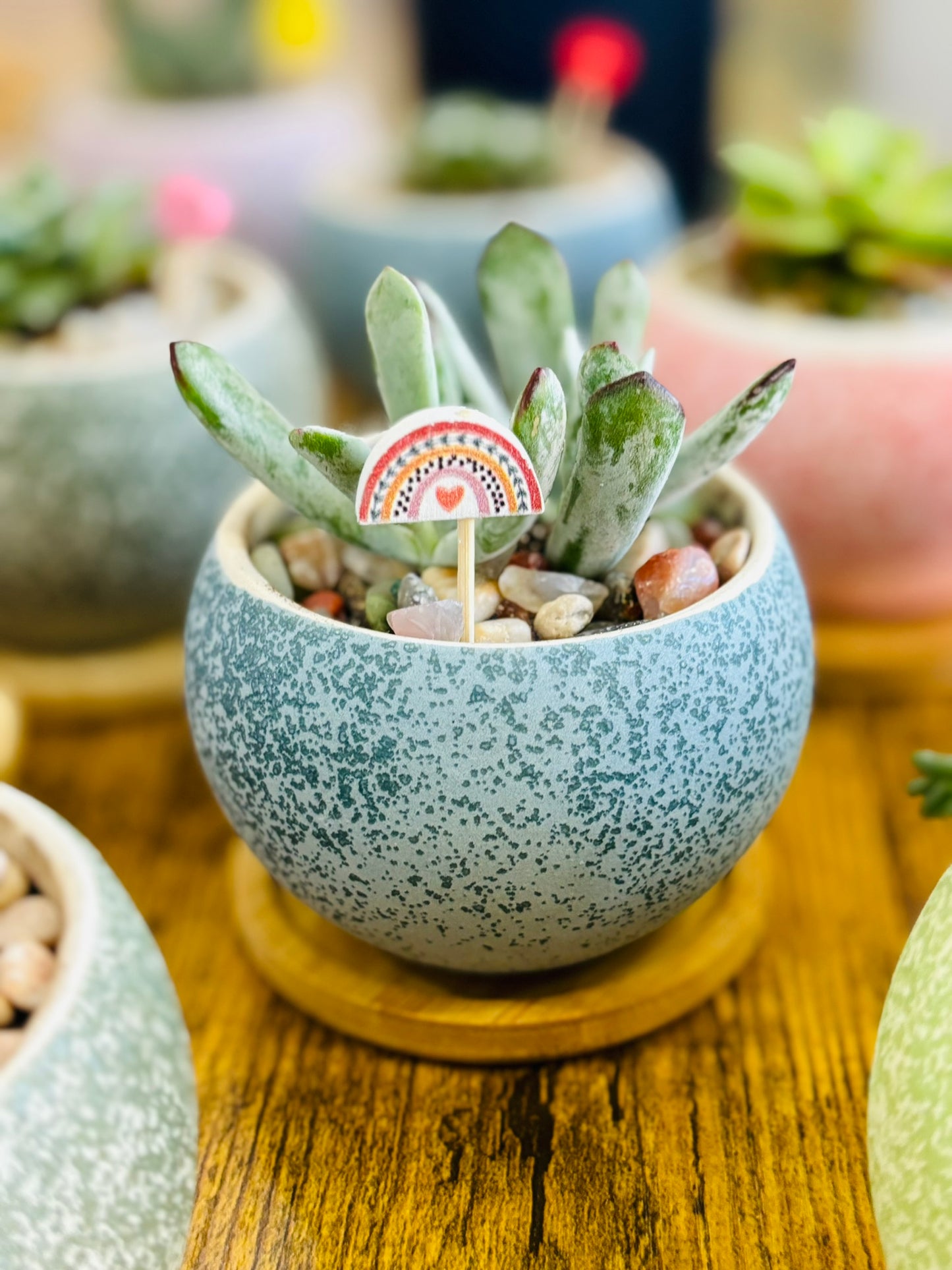 Succulents & Sangria Workshop - September 20th