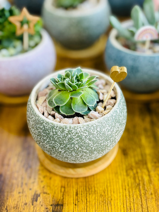 Succulents & Sangria Workshop - September 20th