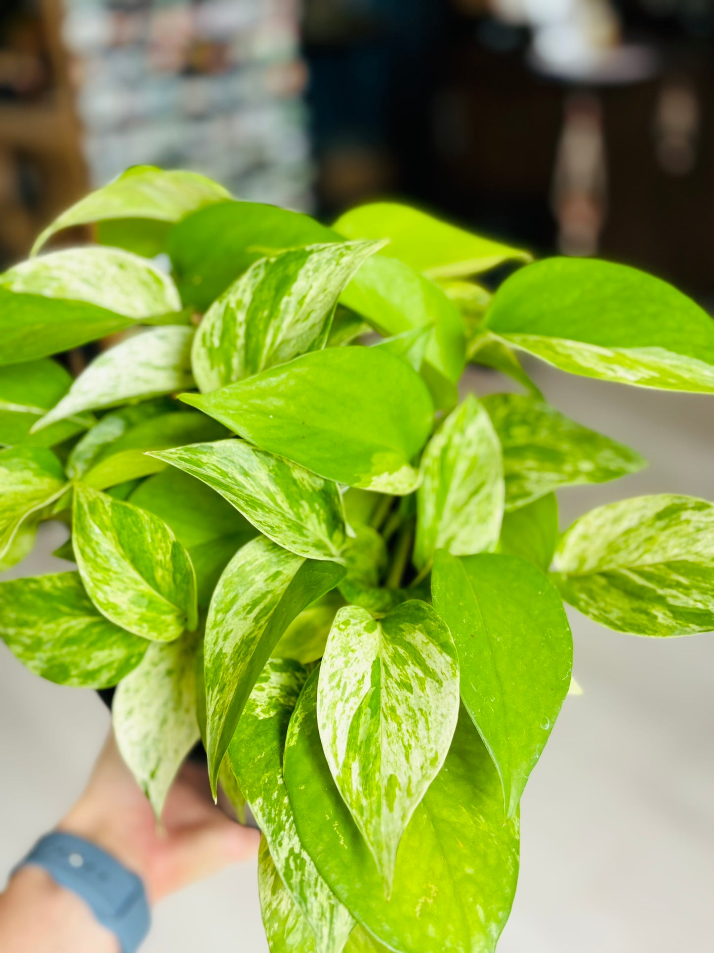 Pothos Marble Queen 6”