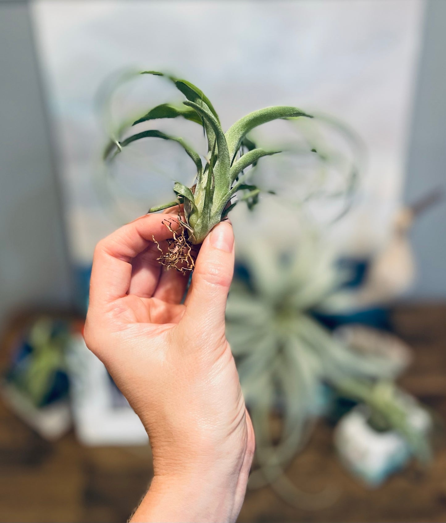 Airplants