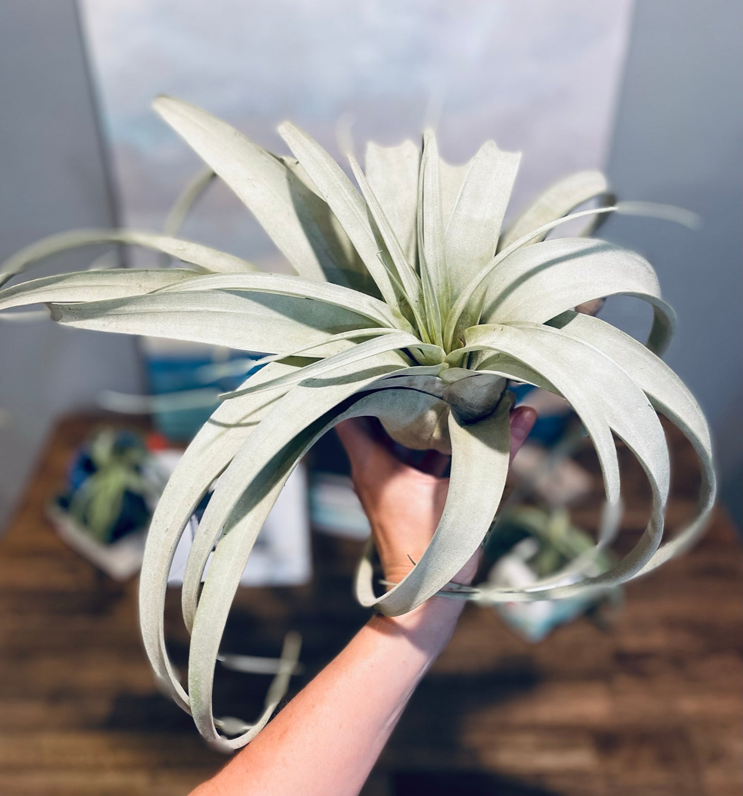 Airplants - Xerographica