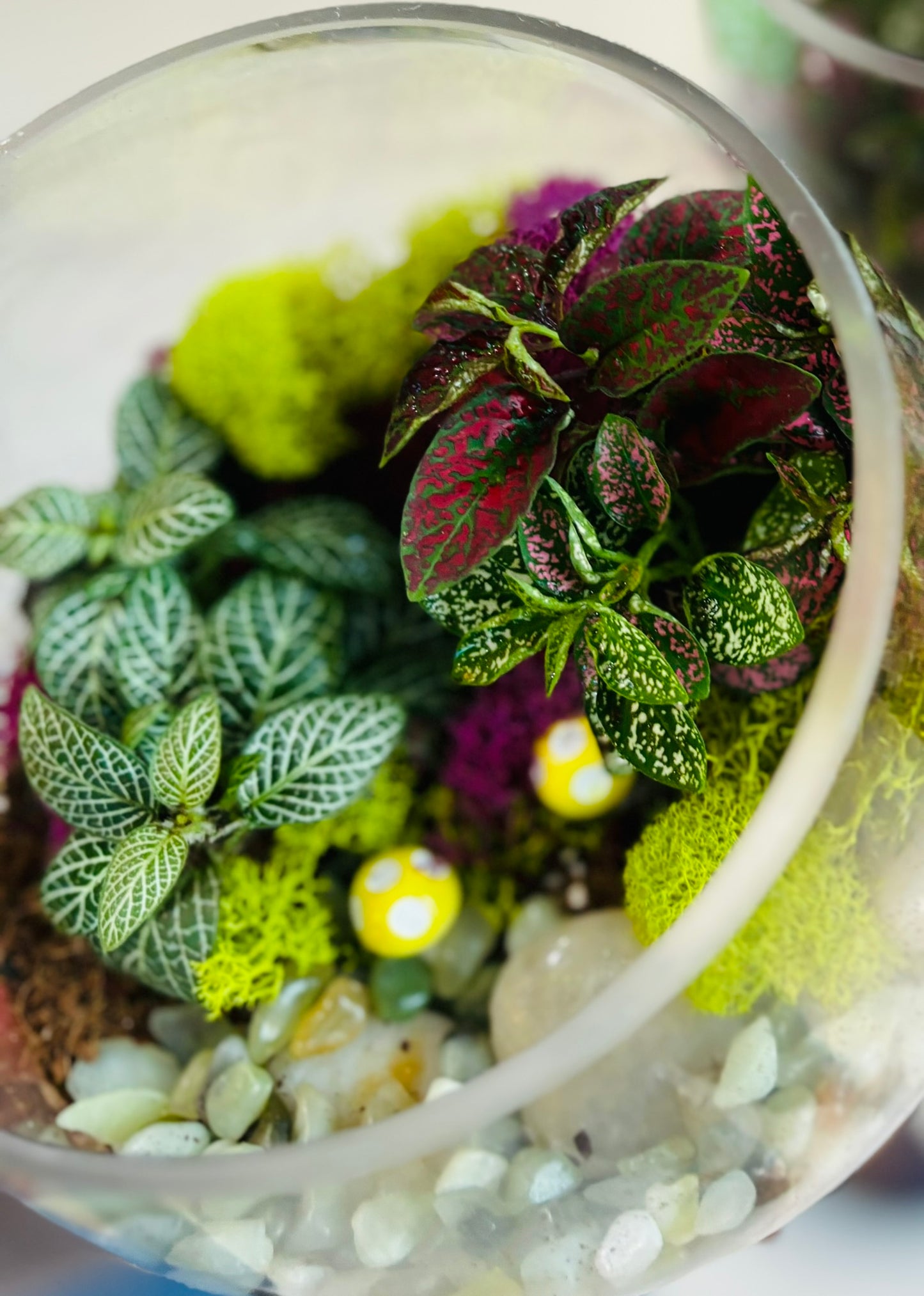 Terrarium Workshop - November 15th