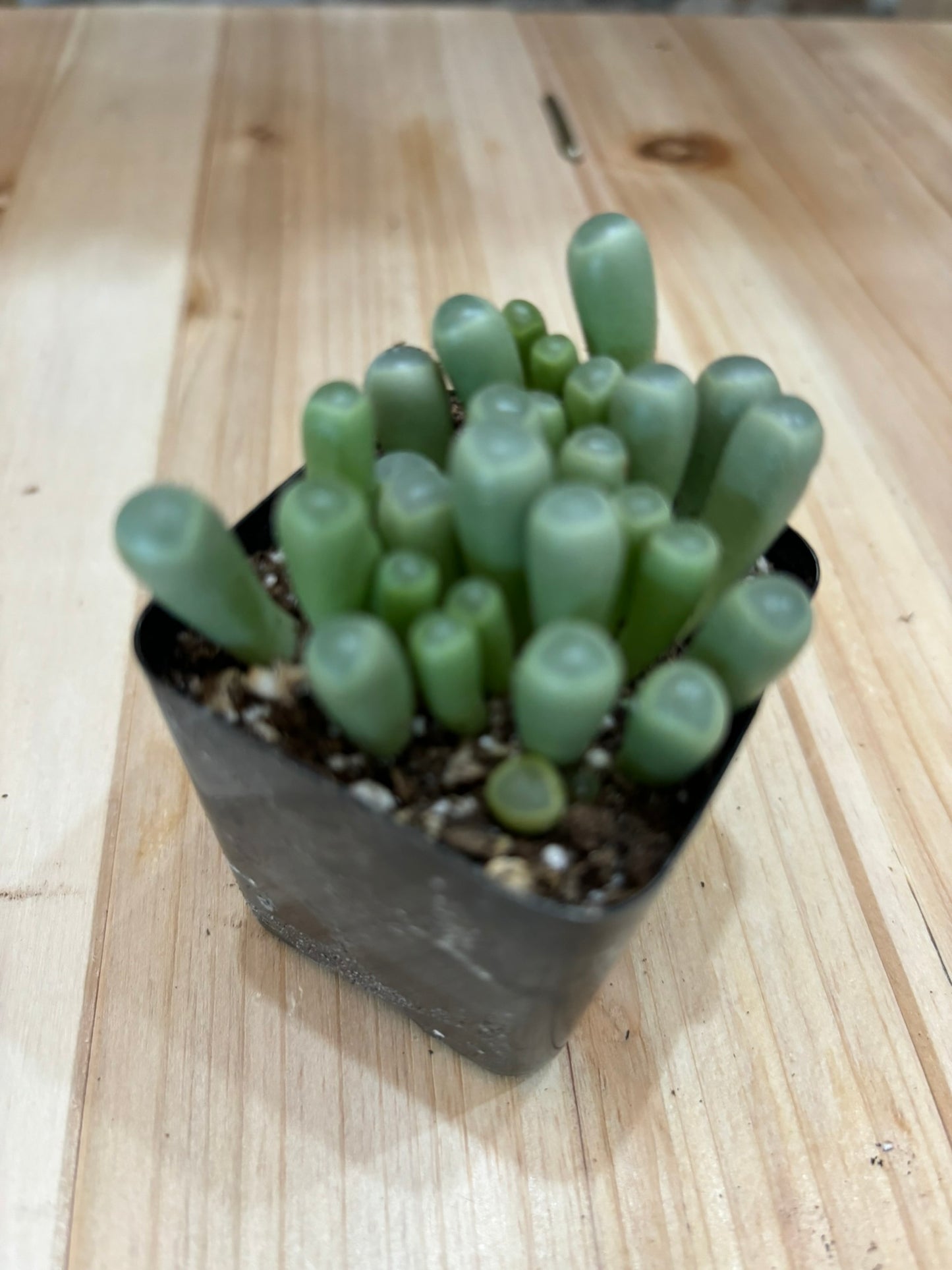 Succulents - Assorted 2"