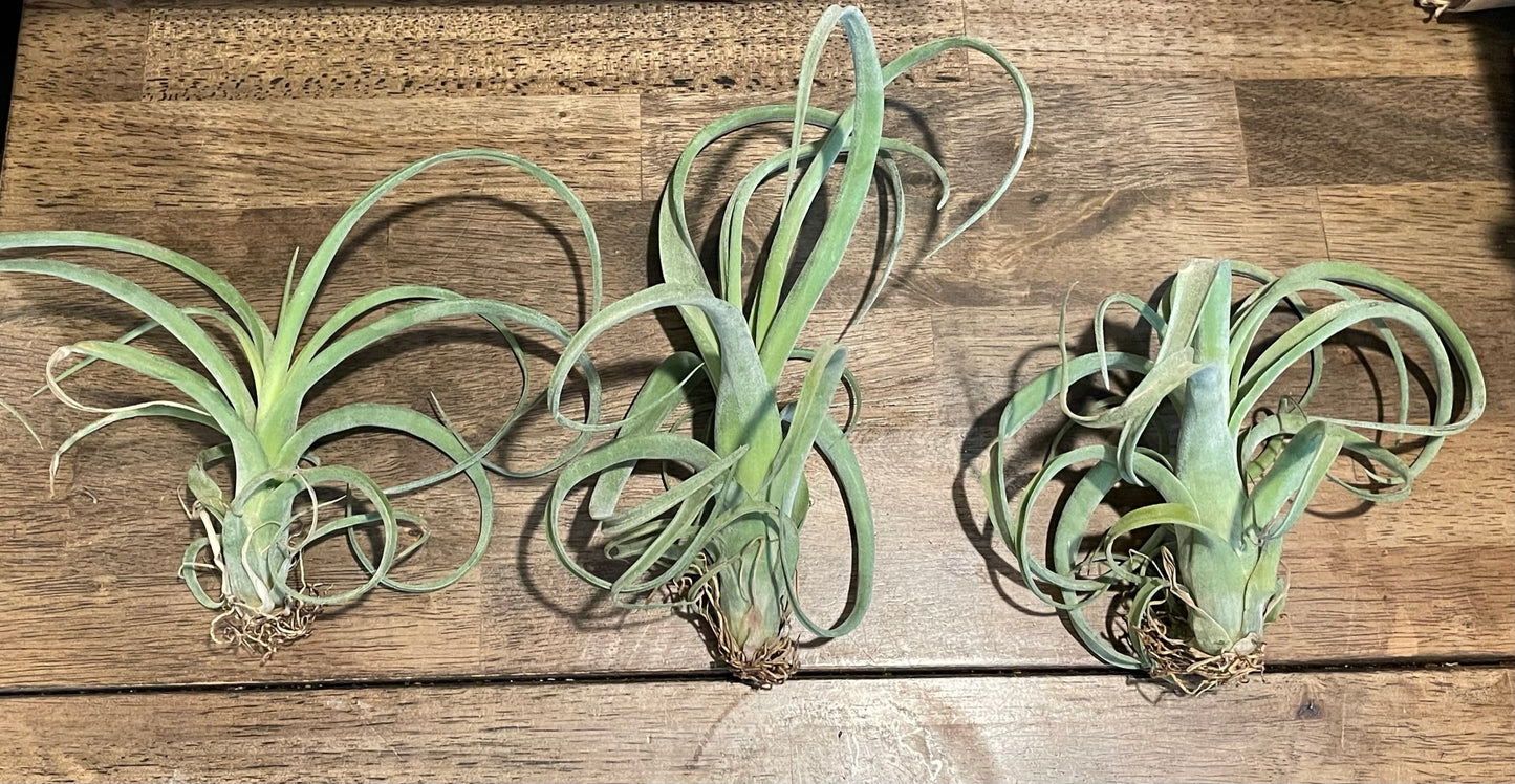 Airplants