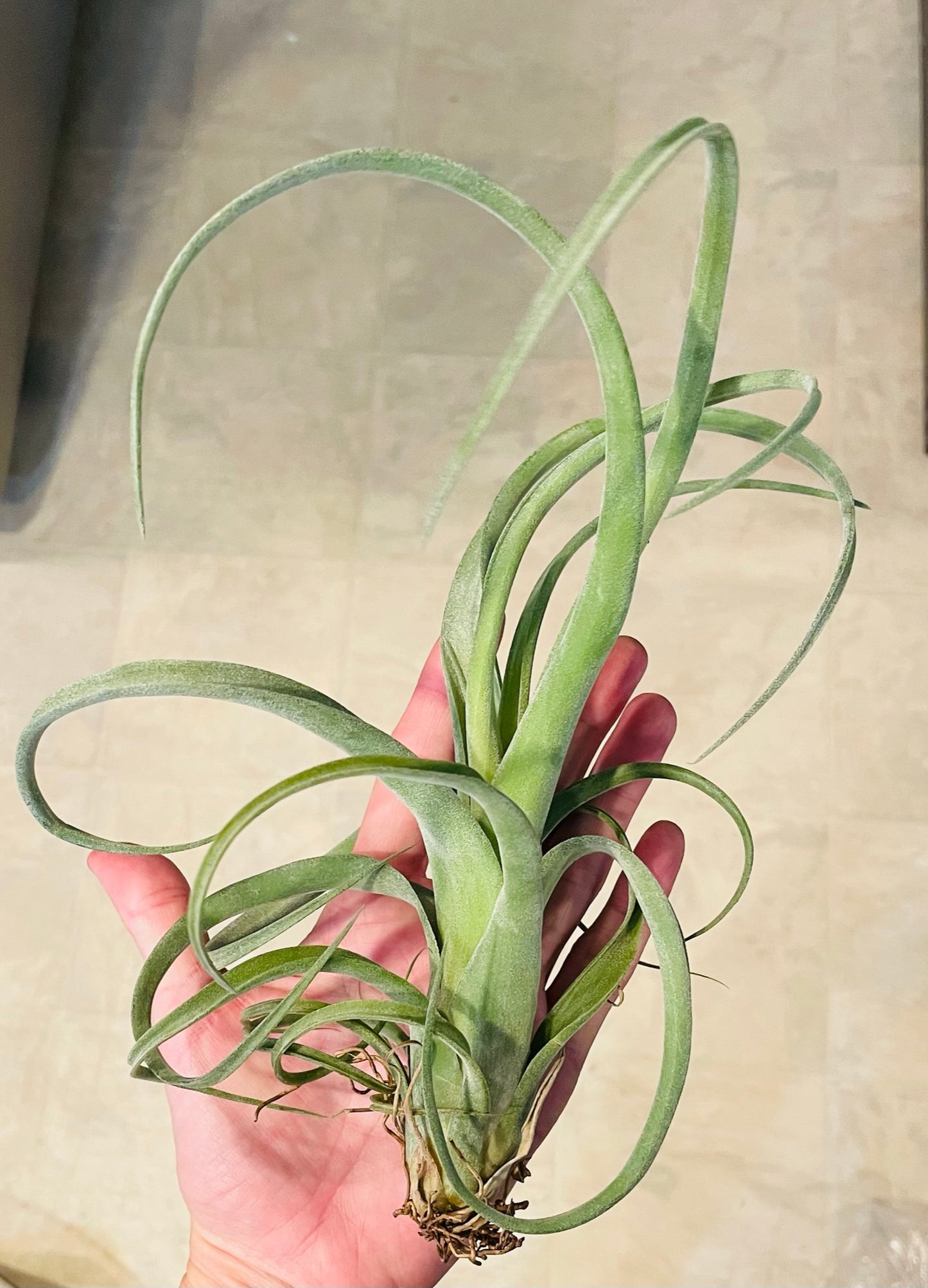 Airplants