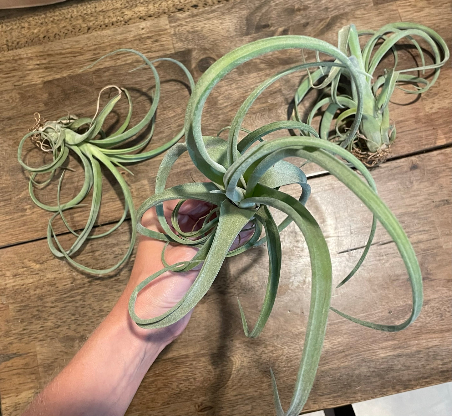 Airplants