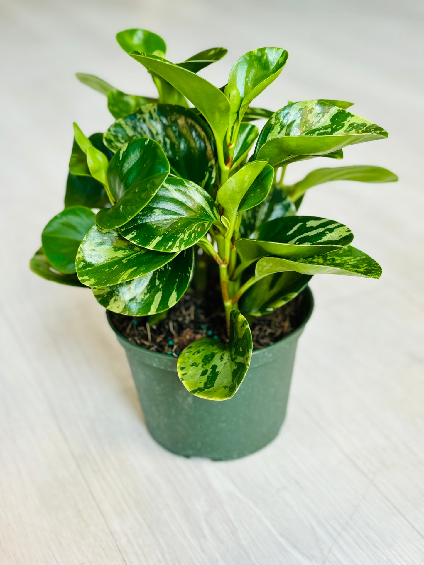 Peperomia Variegated 6"