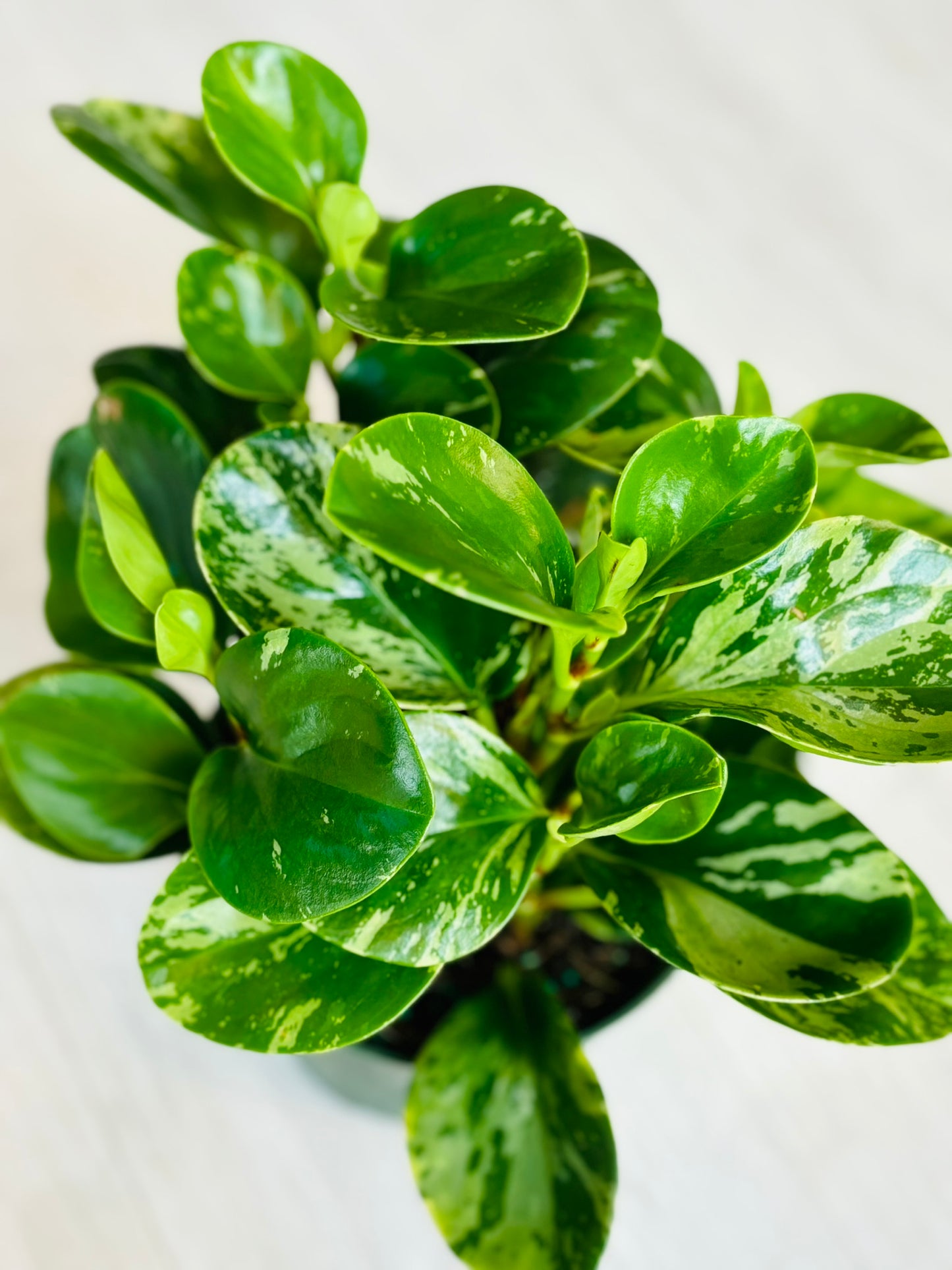 Peperomia Variegated 6"