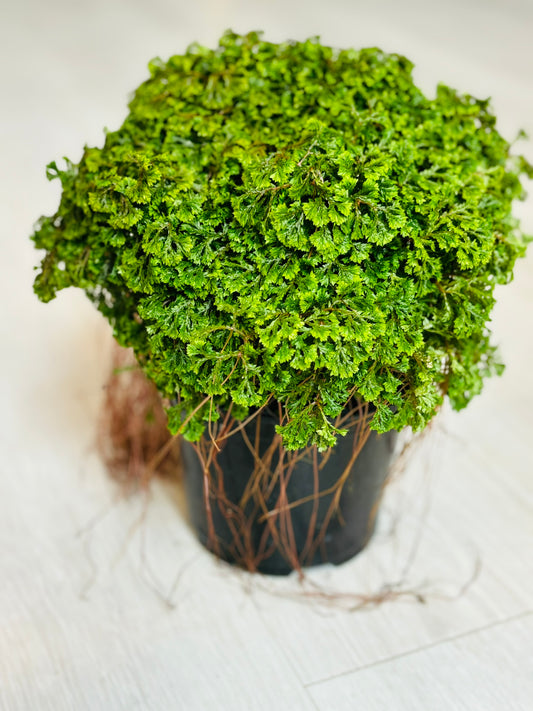 Selaginella Moss 6"