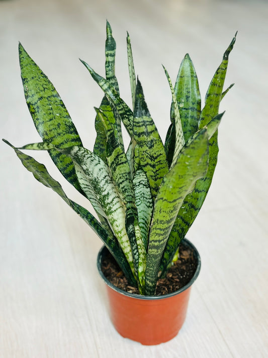 Snake Plant 6”