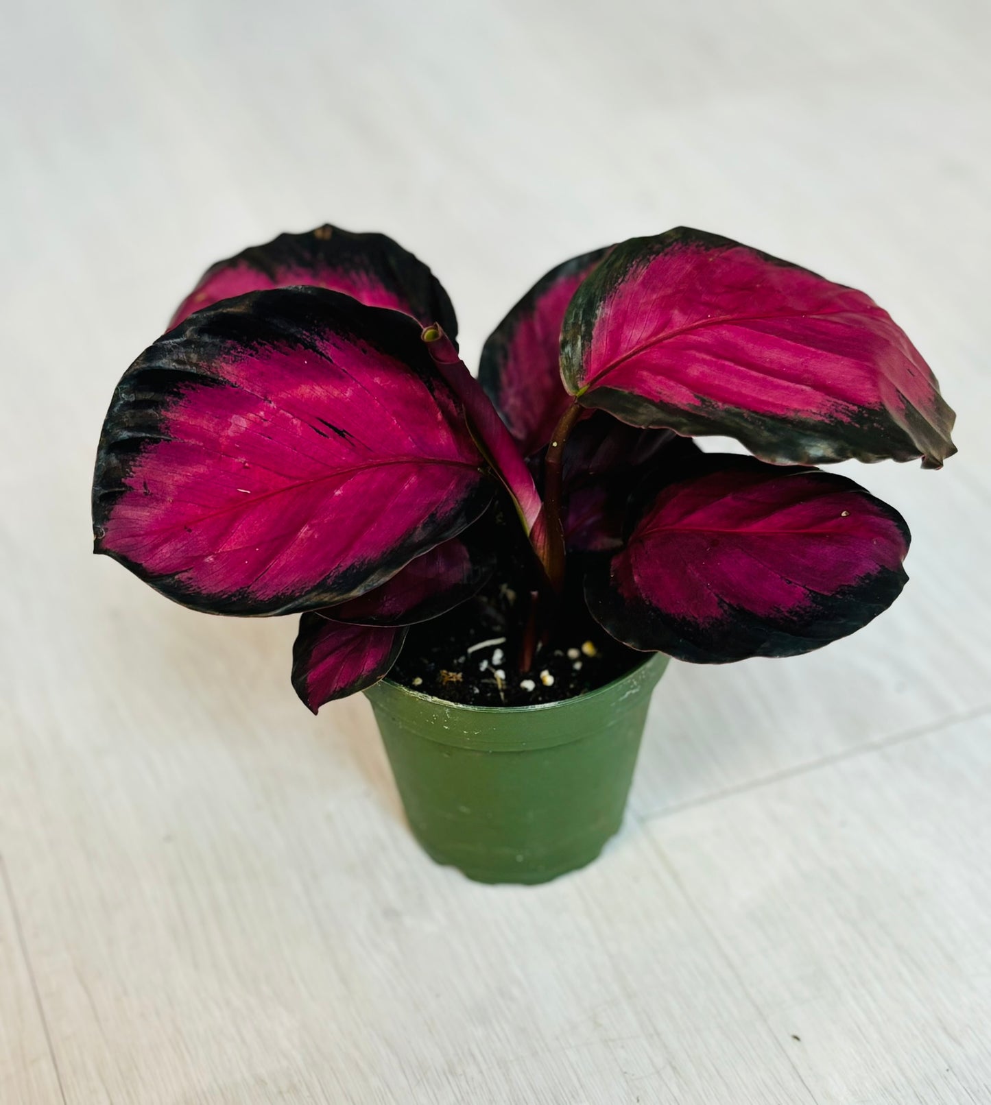 Calathea Crimson 4"