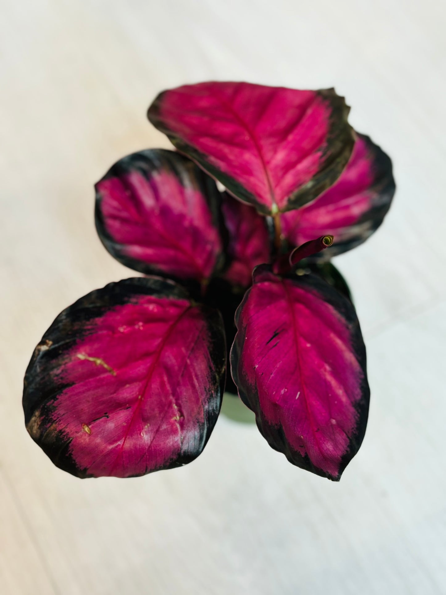 Calathea Crimson 4"