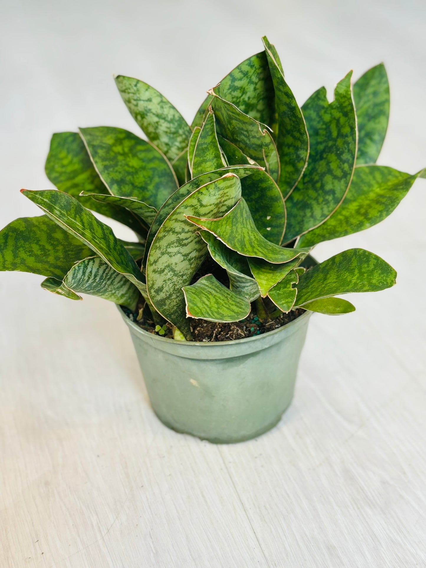 Snake Plant - Whale Fin 6"