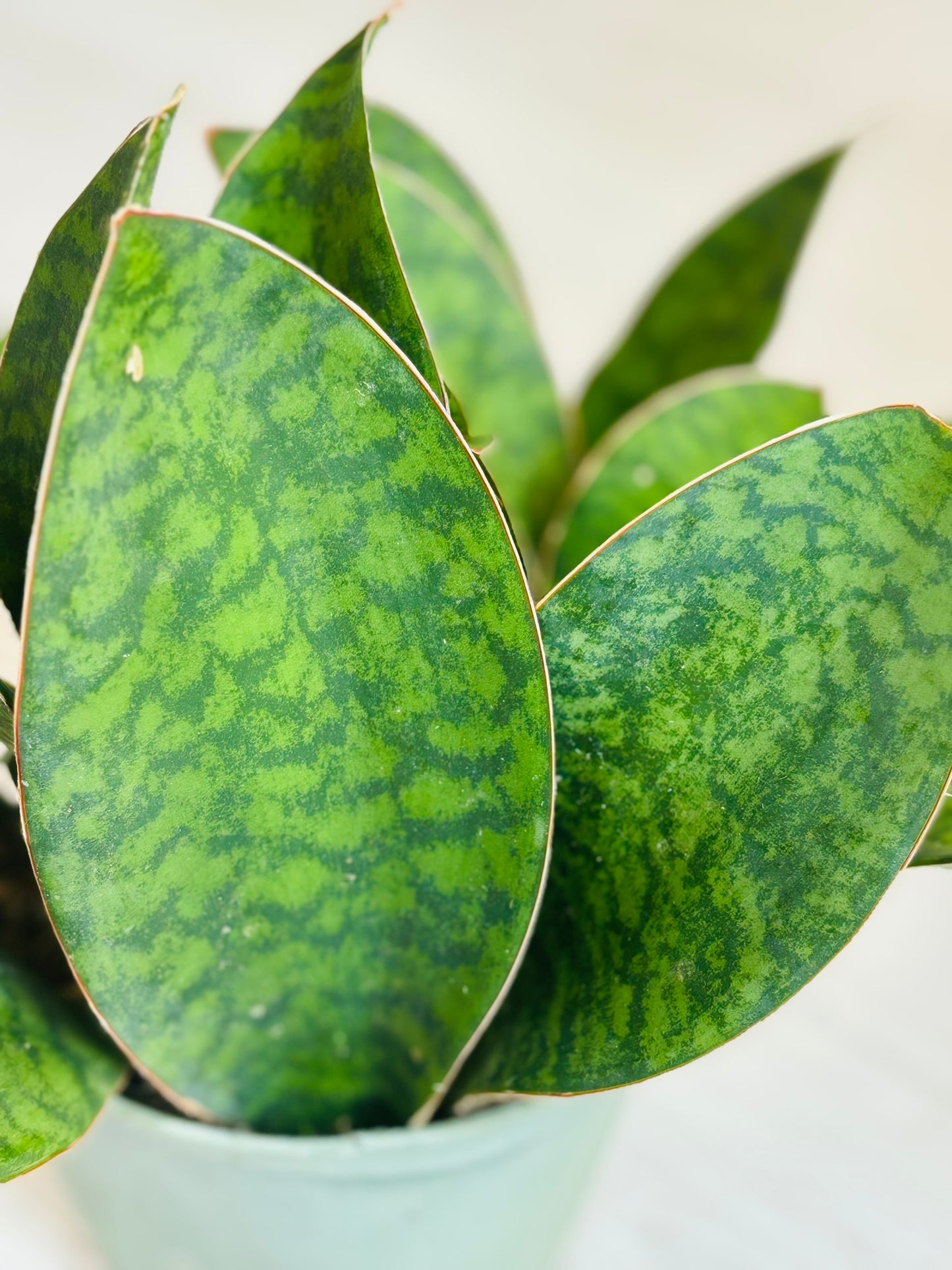 Snake Plant - Whale Fin 6"