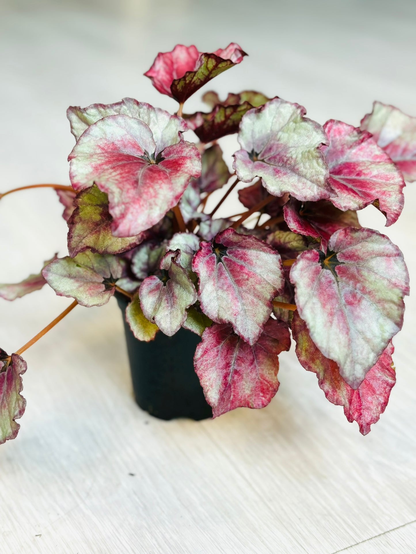 Rex Begonia 4"