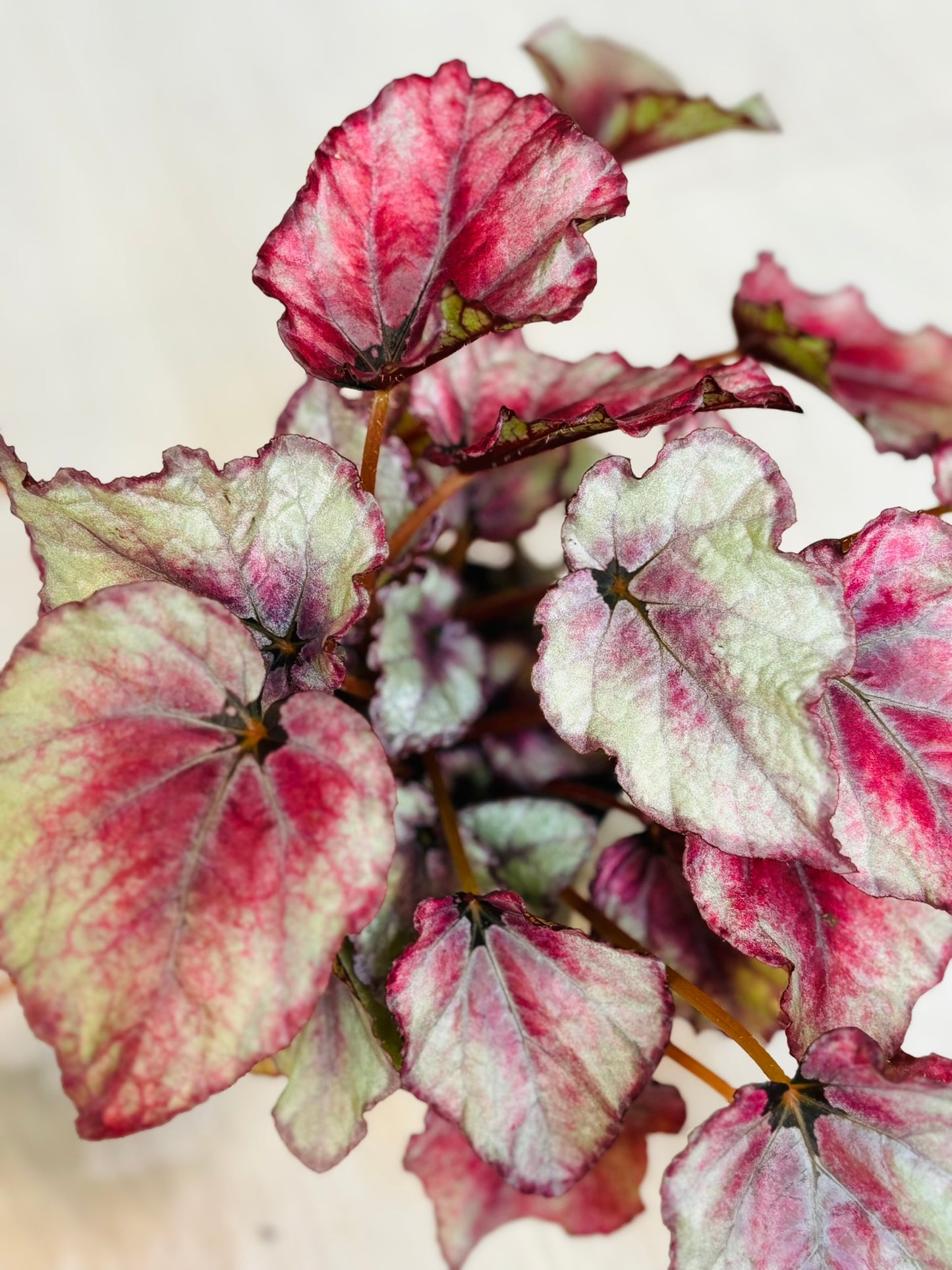 Rex Begonia 4"