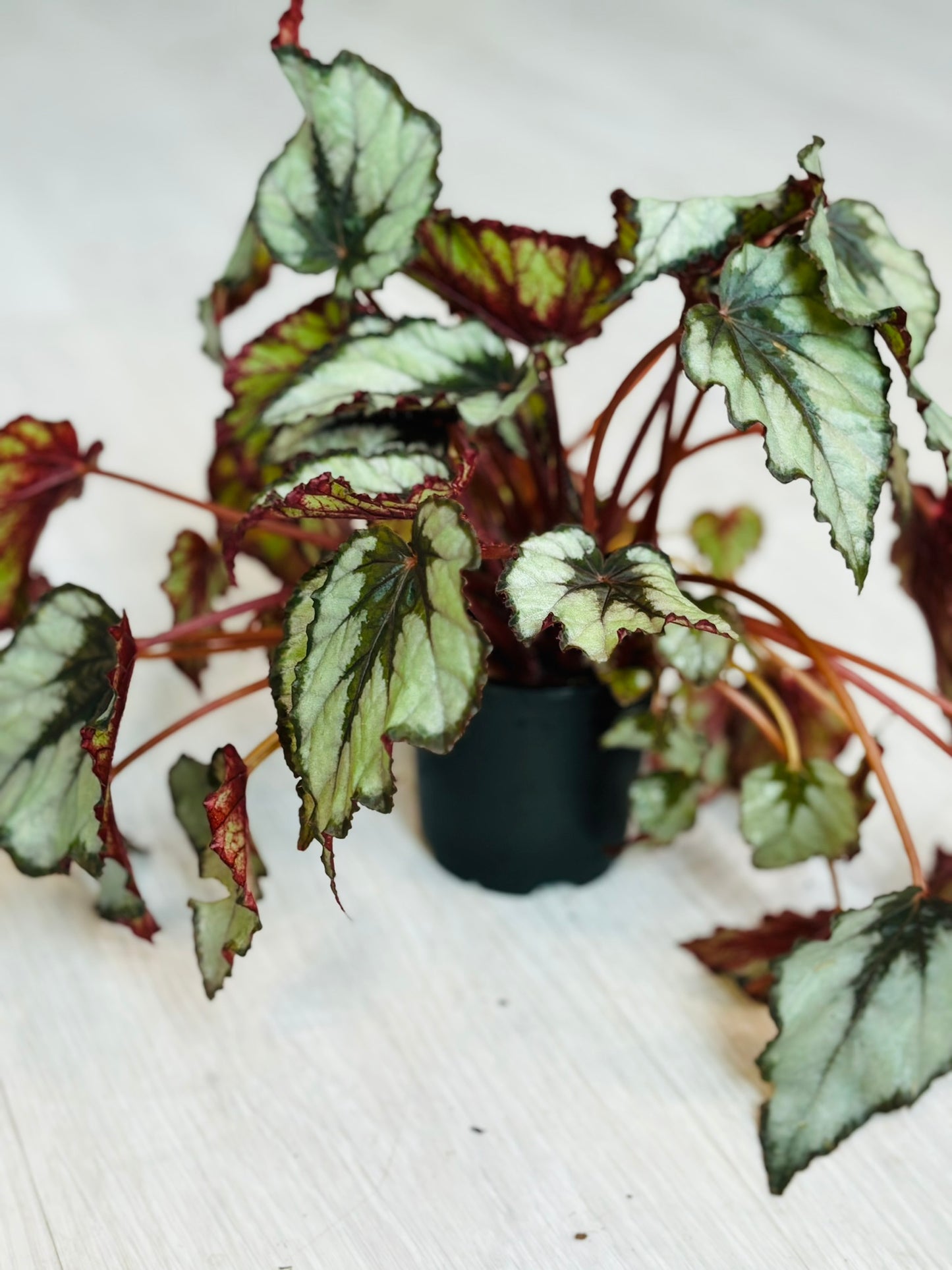 Rex Begonia 4"