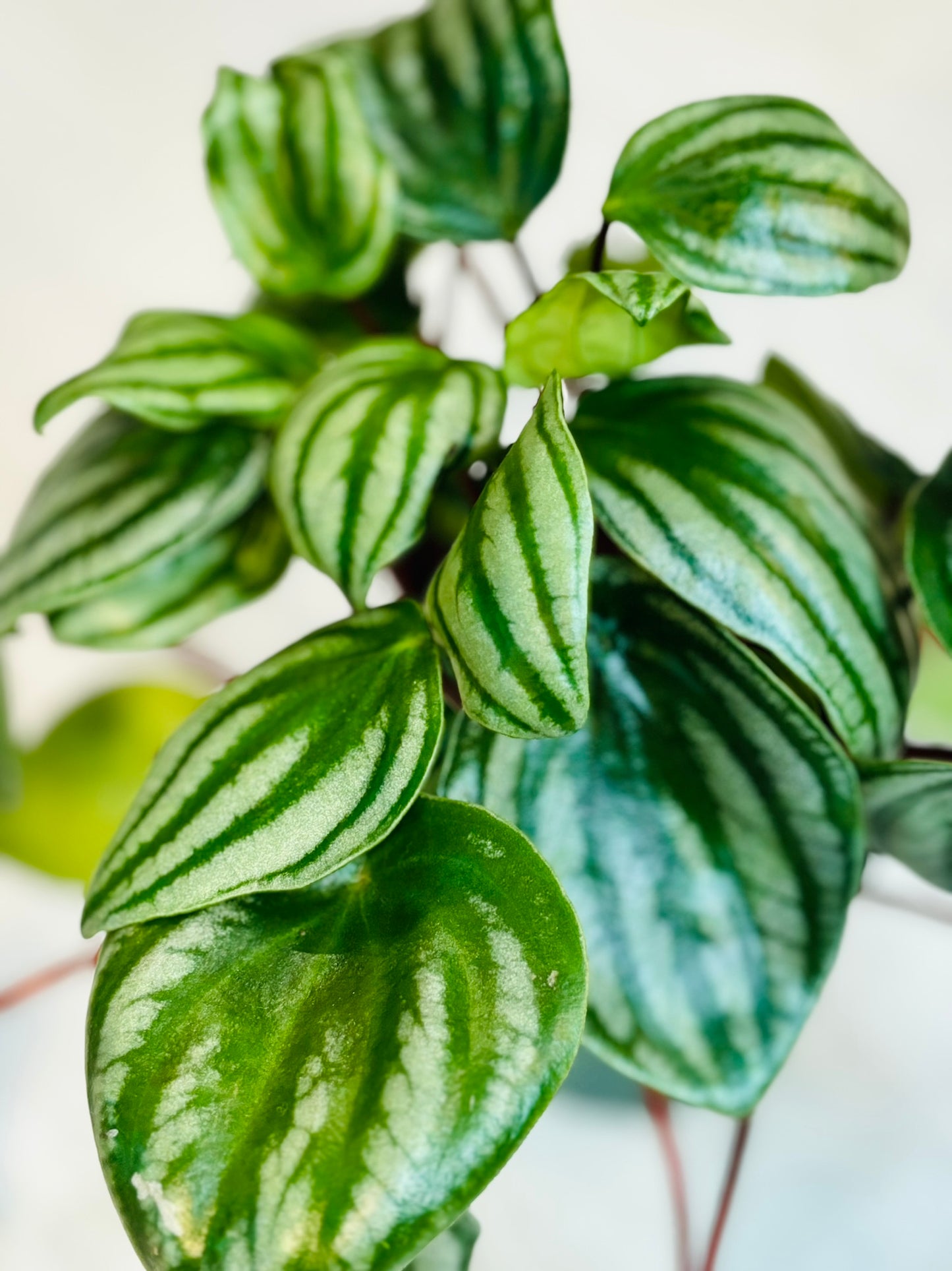 Peperomia Watermelon 4"