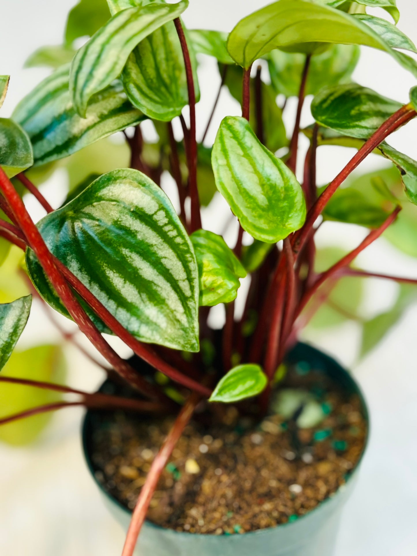 Peperomia Watermelon 4"