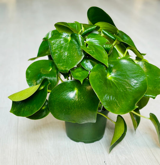 Peperomia Raindrop 6"