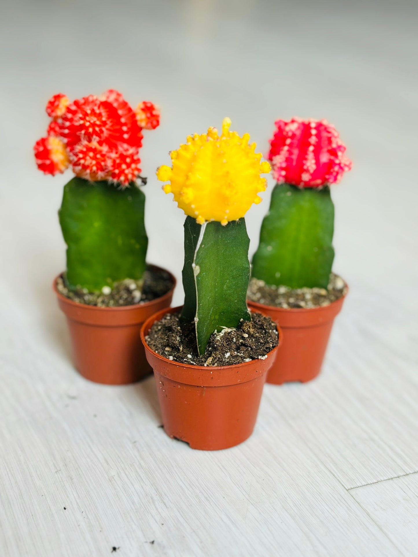 Grafted Moon Cactus 2"