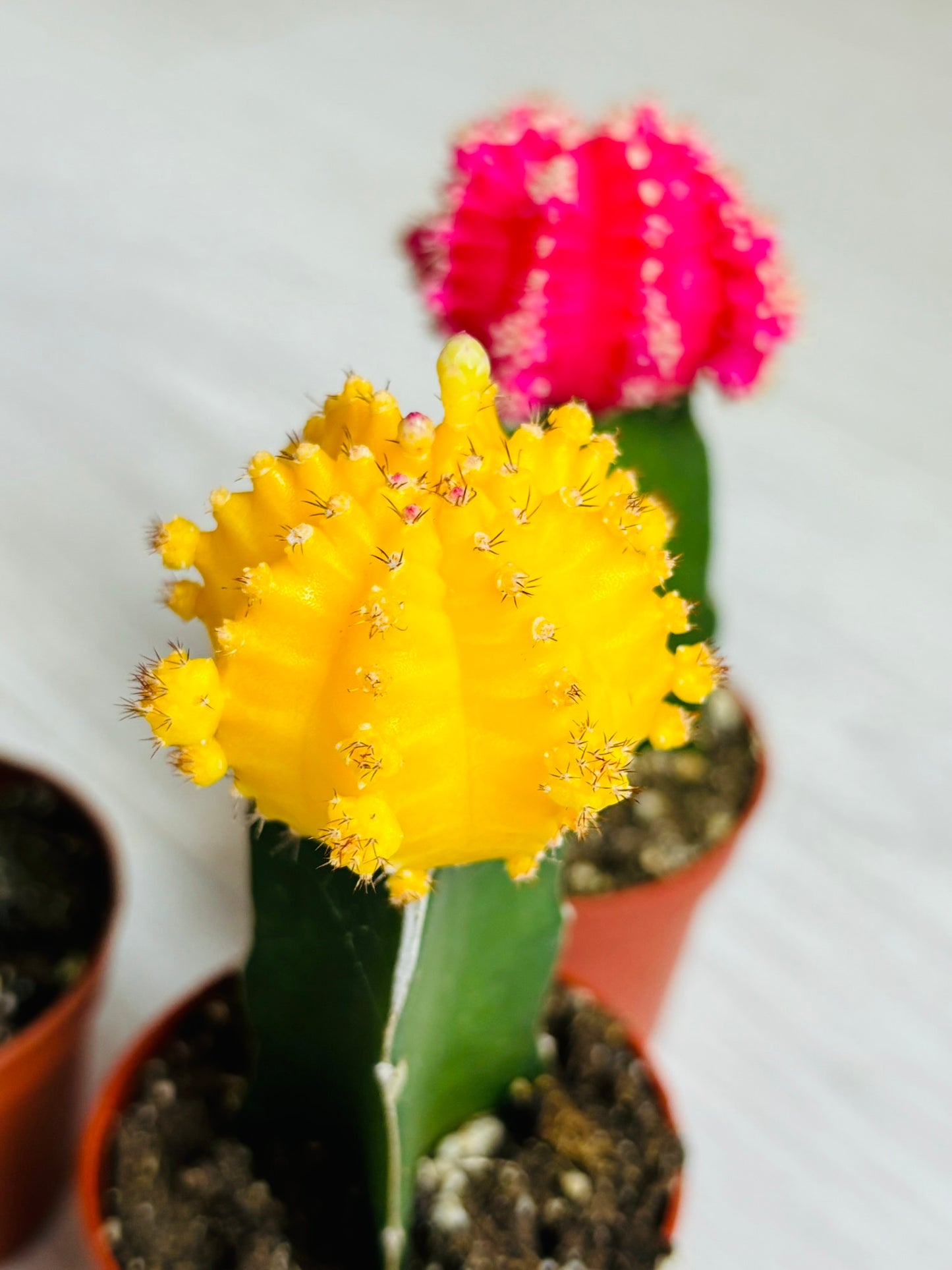 Grafted Moon Cactus 2"