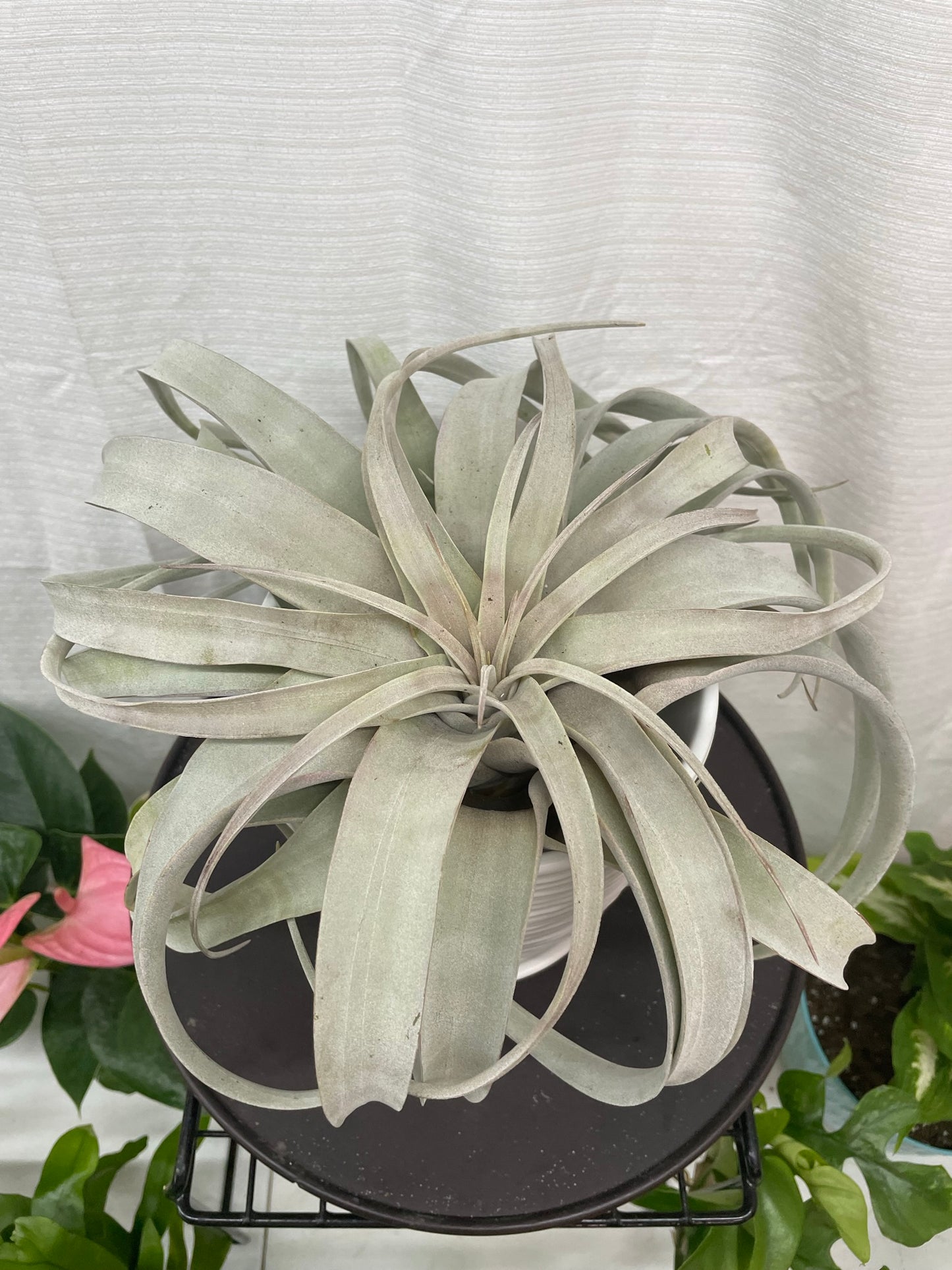 Airplants - Xerographica