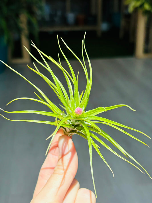 Airplants