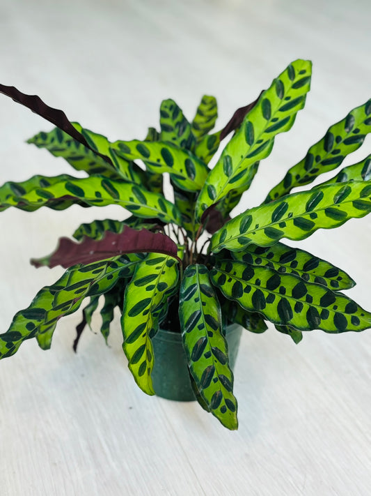 Calathea Rattlesnake 6"