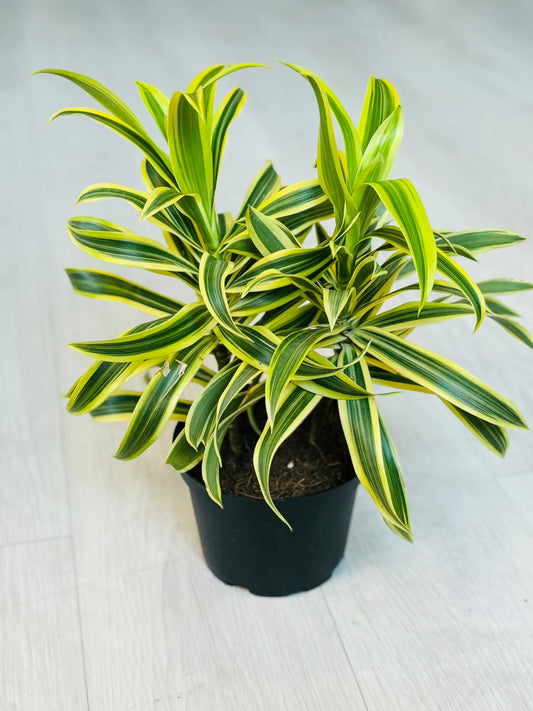 Dracaena Song of India 6”