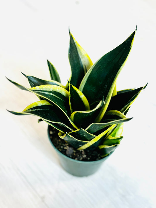 Snake Plant - Hahnii 4"