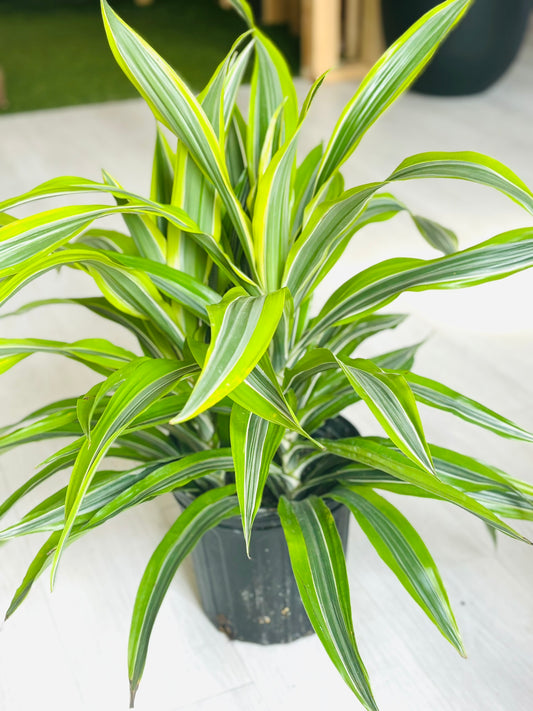 Dracaena Limelight 8"