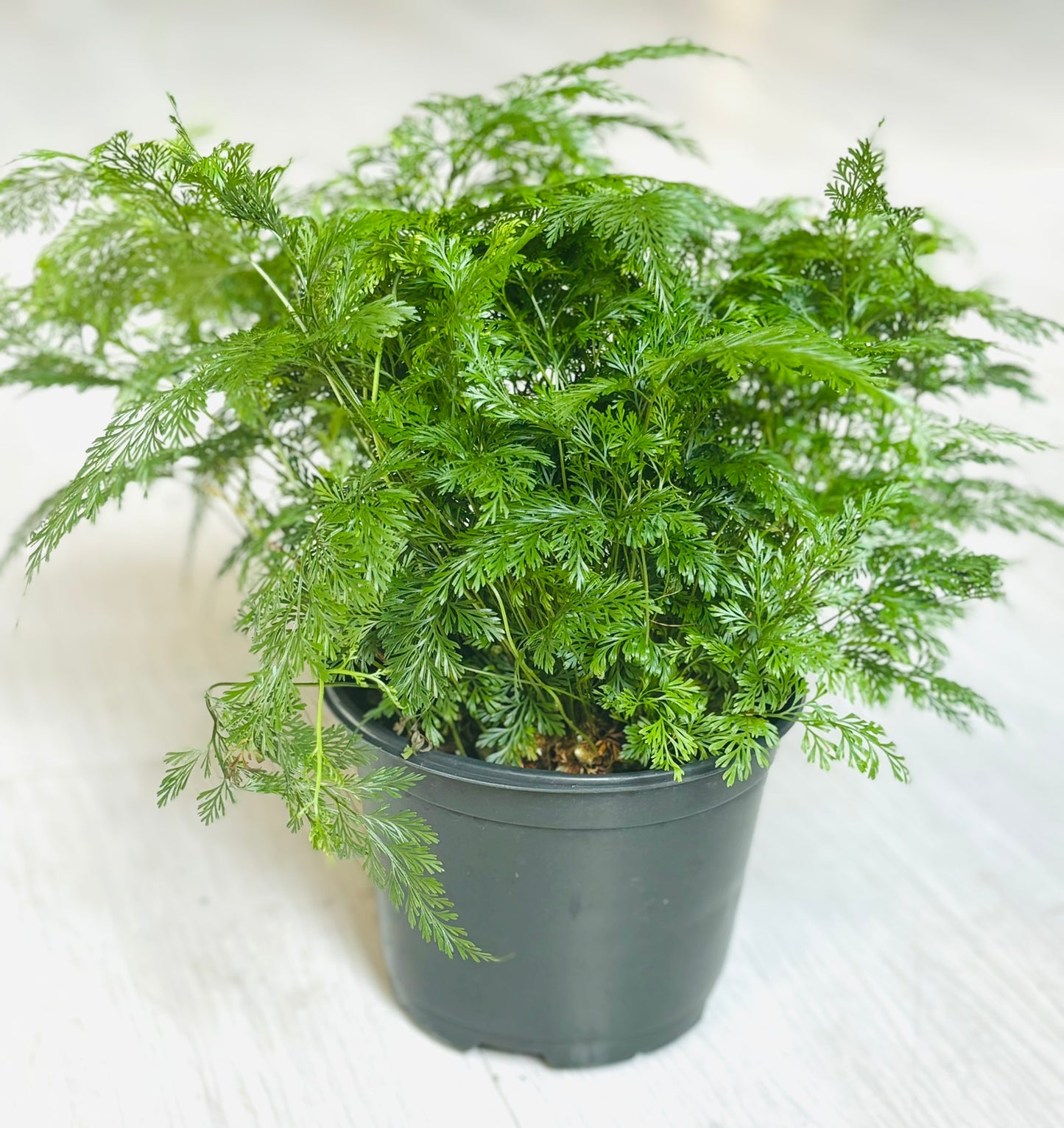 Rabbit Foot Fern 6"