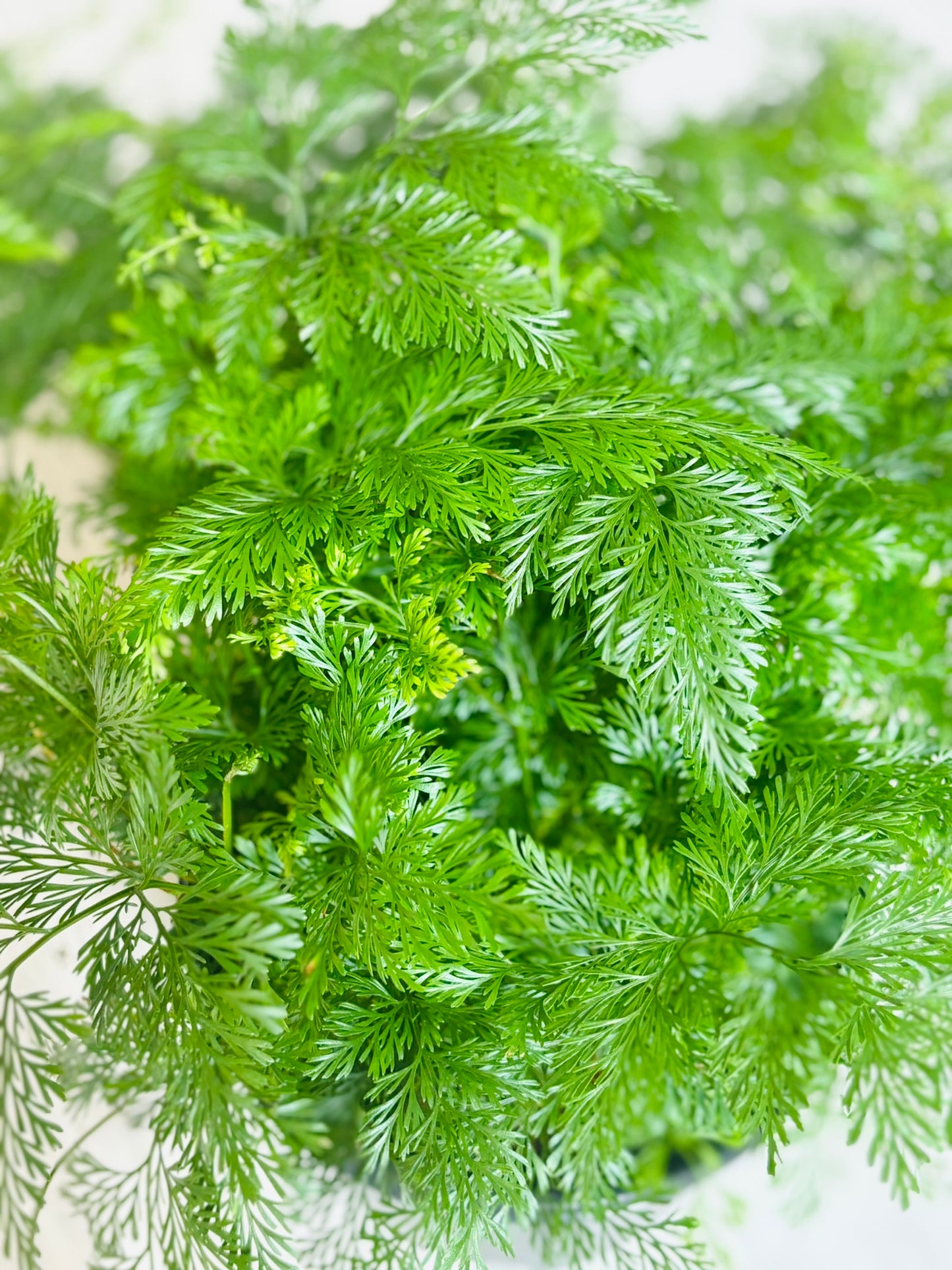 Rabbit Foot Fern 6"