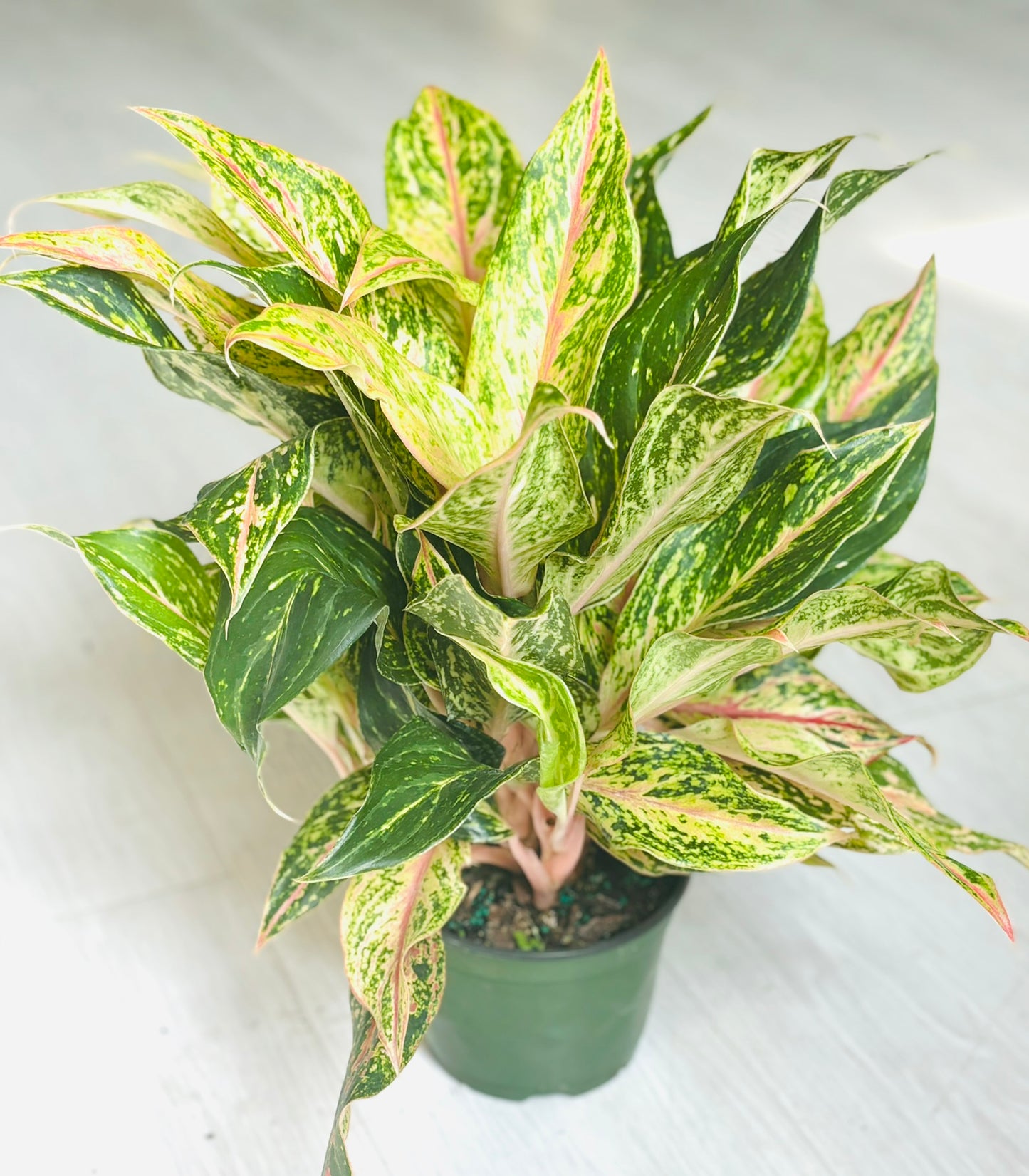 Aglaonema Sparkling Sarah 6”