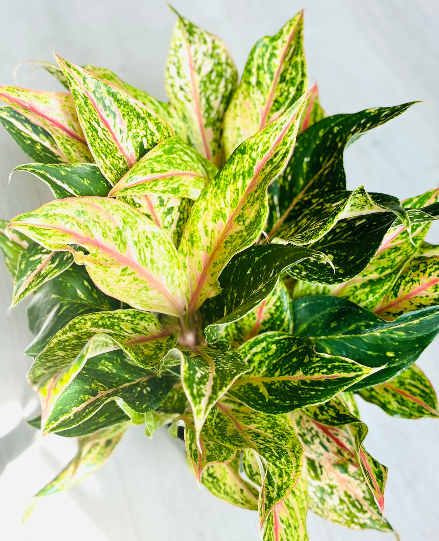 Aglaonema Sparkling Sarah 6”