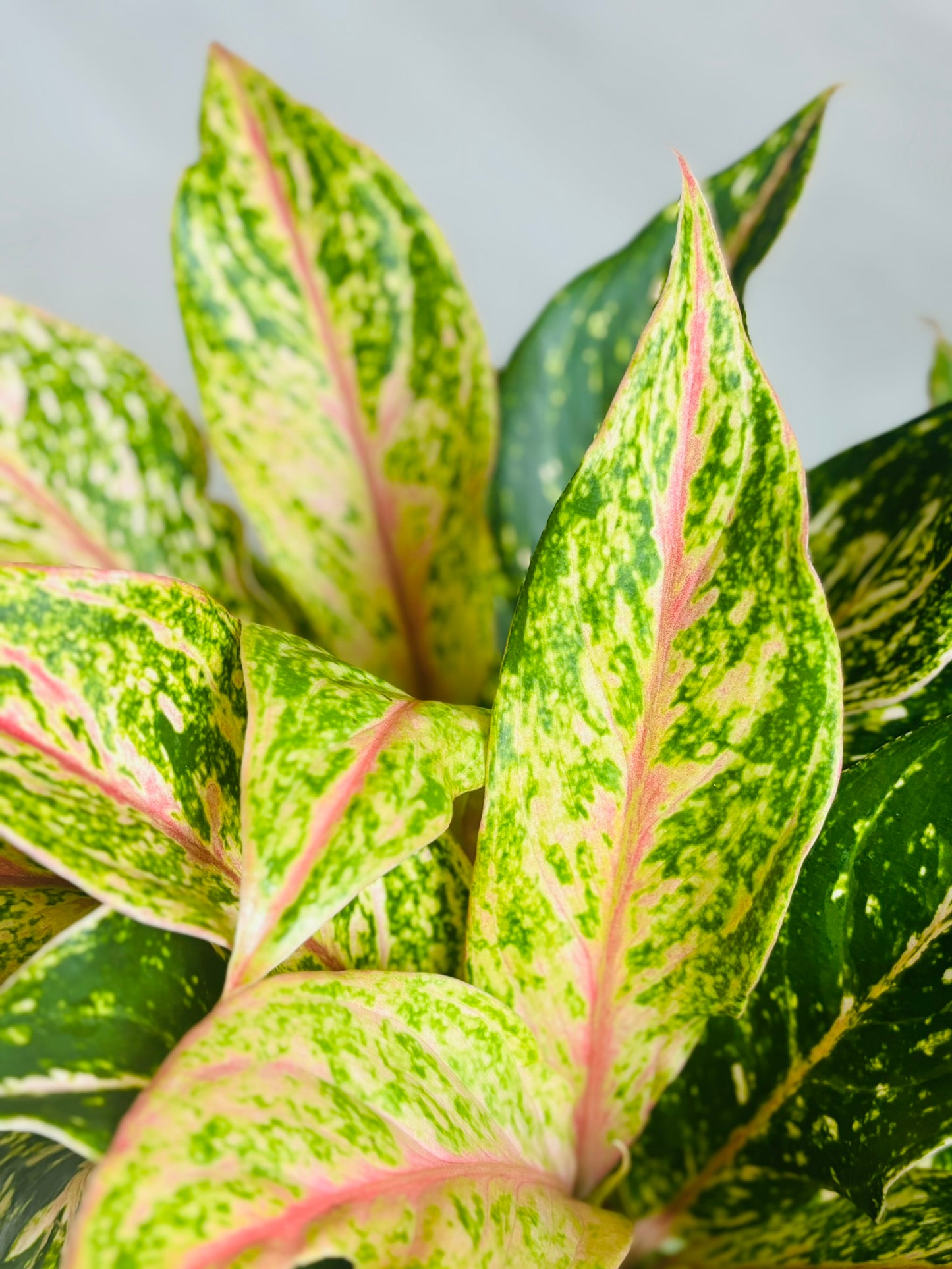 Aglaonema Sparkling Sarah 6”