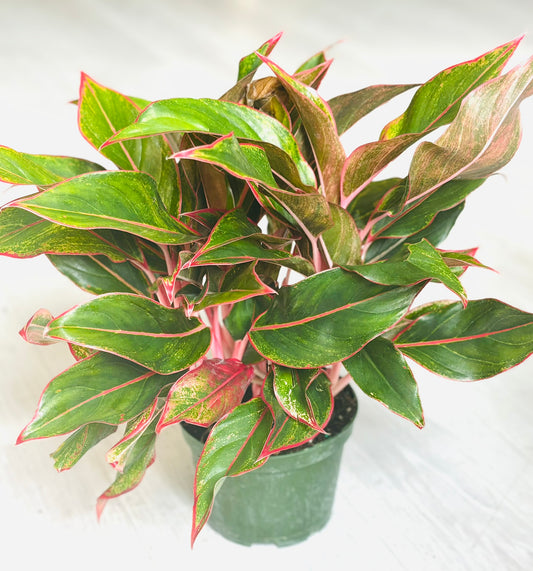 Aglaonema King of Siam 6”