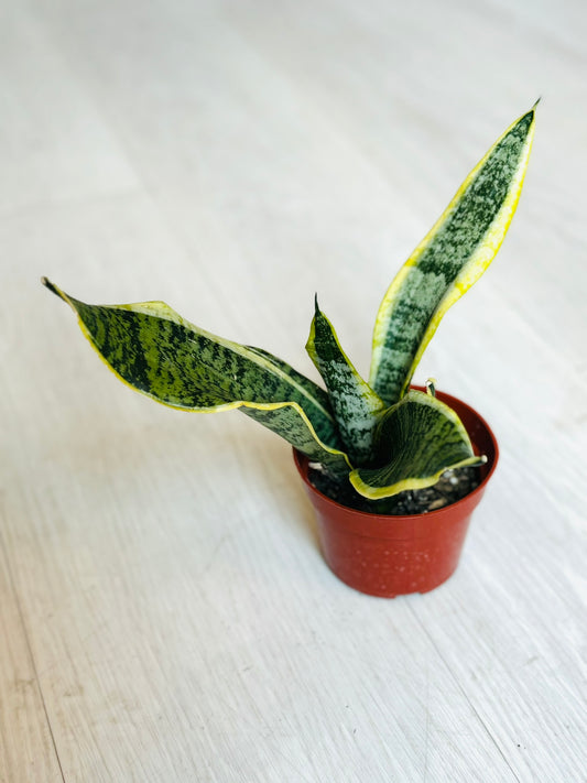 Snake Plant 4”